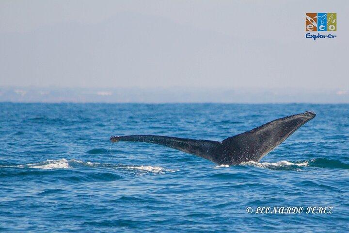 Private Whale watching Puerto Vallarta