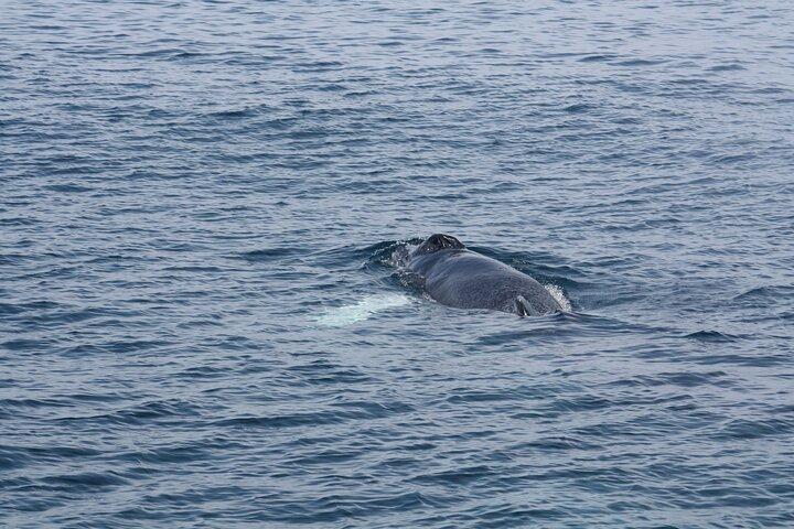 Private Whale watching Puerto Vallarta