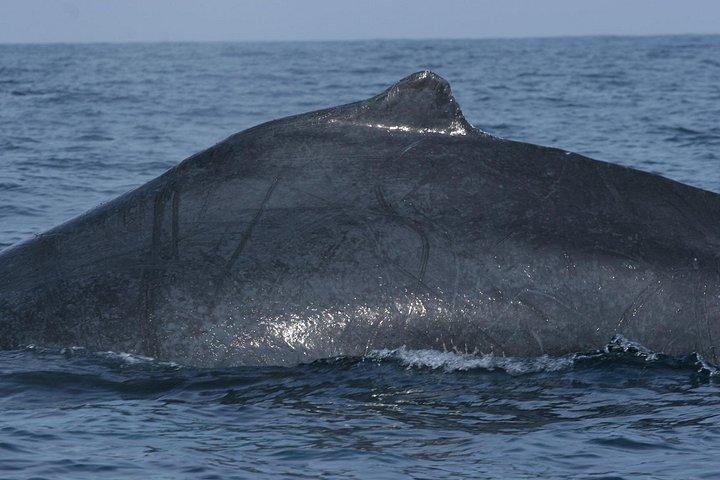 Private Whale watching Puerto Vallarta