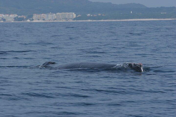 Private Whale watching Puerto Vallarta