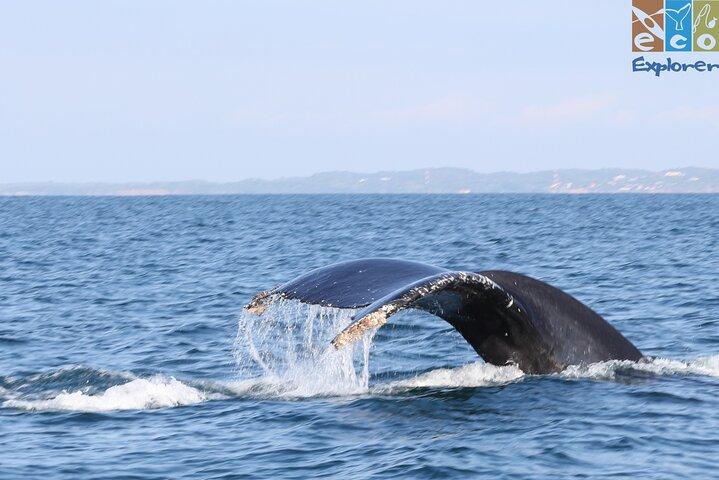 Private Whale watching Puerto Vallarta