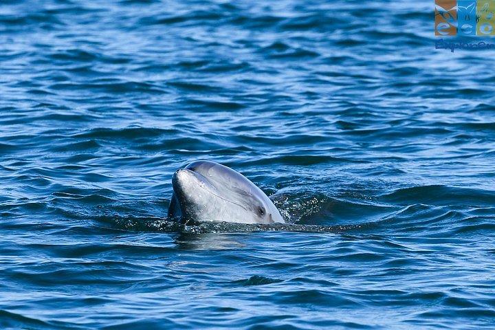 Private Whale watching Puerto Vallarta