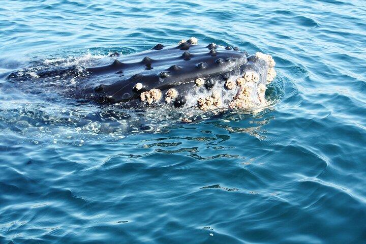 Private Whale watching Puerto Vallarta