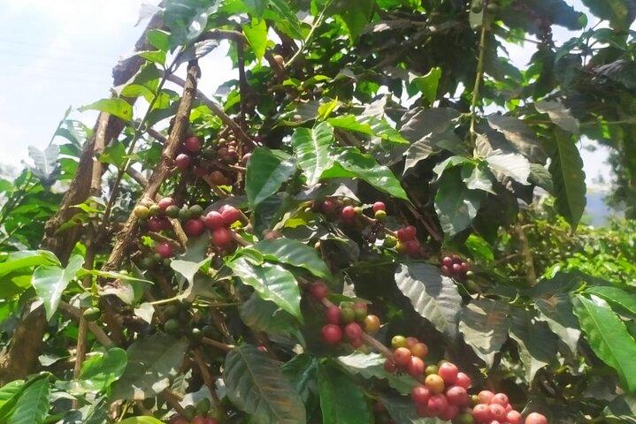 Tour della Coffee Farm e della fabbrica dalla città di Nairobi