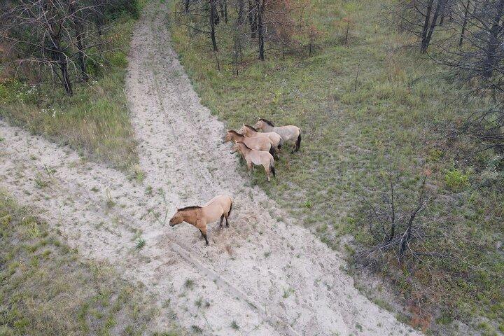 キエフからチェルノブイリ地帯への個人ツアー