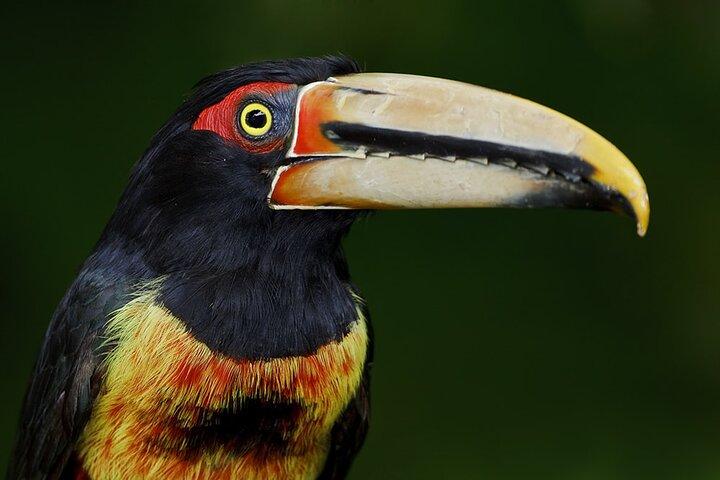 MINDO CLOUD FOREST: Natur & Abenteuer - Flexible private Tagestour