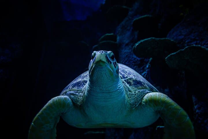 SEA LIFE Sydney Aquarium Entrance Ticket