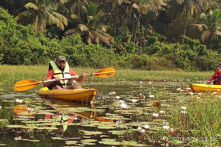 Goa Kayaking Sal Backwaters Mangroves Magie!