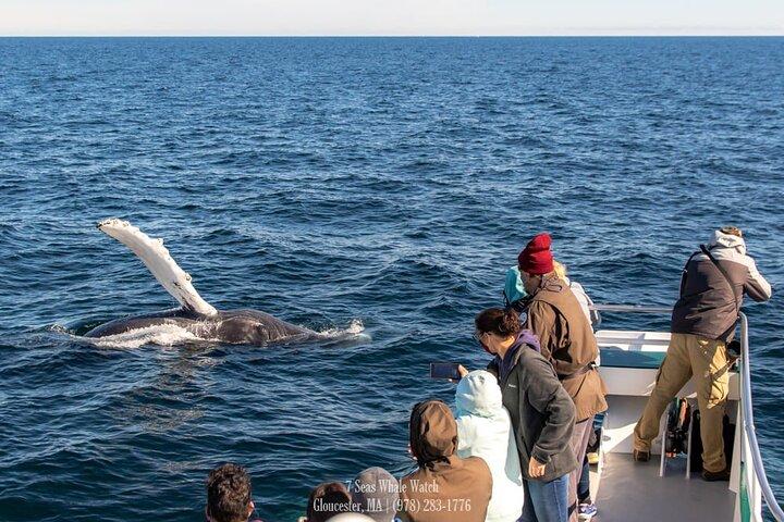 Walvissen spotten naar het Stellwagen Bank Marine Sanctuary. Gegarandeerde waarnemingen!