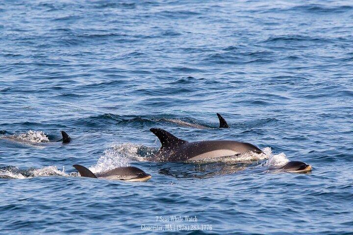 Walvissen spotten naar het Stellwagen Bank Marine Sanctuary. Gegarandeerde waarnemingen!