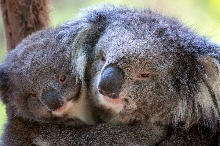 Half-Day or Full-Day Tour with Private Guide from Melbourne