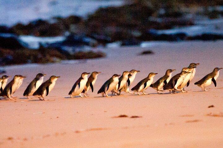 Half-Day or Full-Day Tour with Private Guide from Melbourne