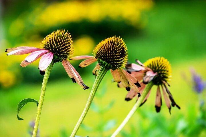 Viagem de ida e volta ao Jardim Internacional de Horticultura em Traslado Privado