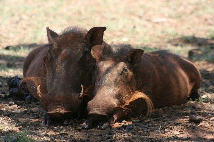 Tour guidato di Rhino e Lion Park da Pretoria, GIOVEDI E DOMENICHE