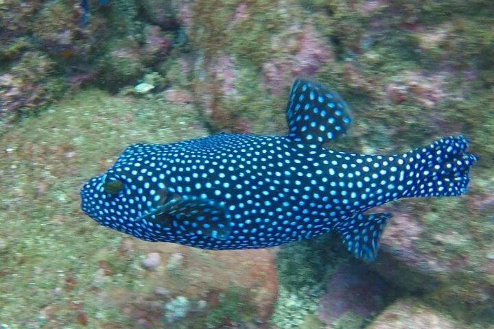 Discover Scuba Diving