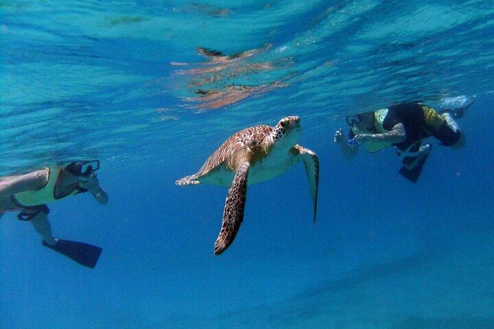 Turtle Cove Catamarán Snorkel y Navega en Little Buck Island STT