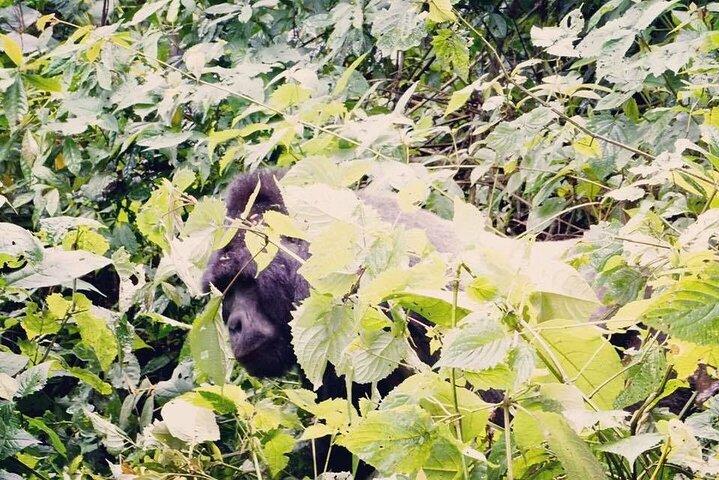 3 dagar Gorilla Trekking Safari