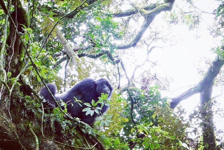 3 dagar Gorilla Trekking Safari