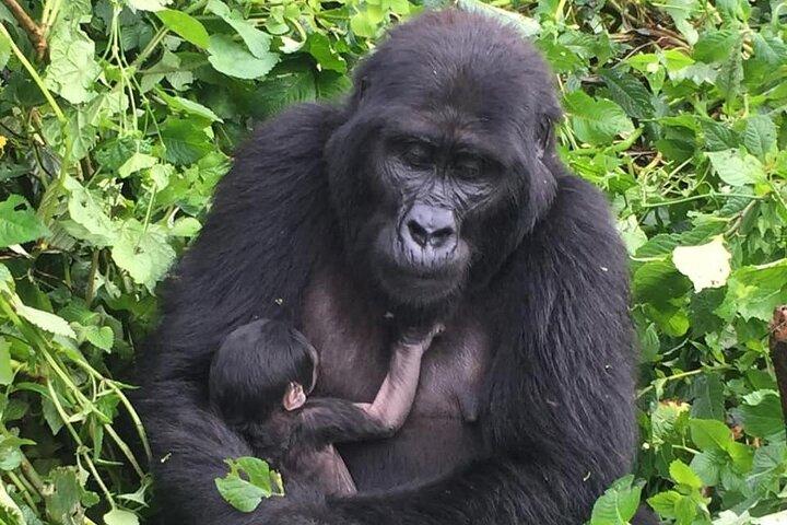 3 dages Uganda Gorilla Trekking Safari
