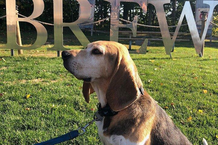 Private:Brewery, Winery, and Cider & Spirit Tastings Tour in SW Ontario