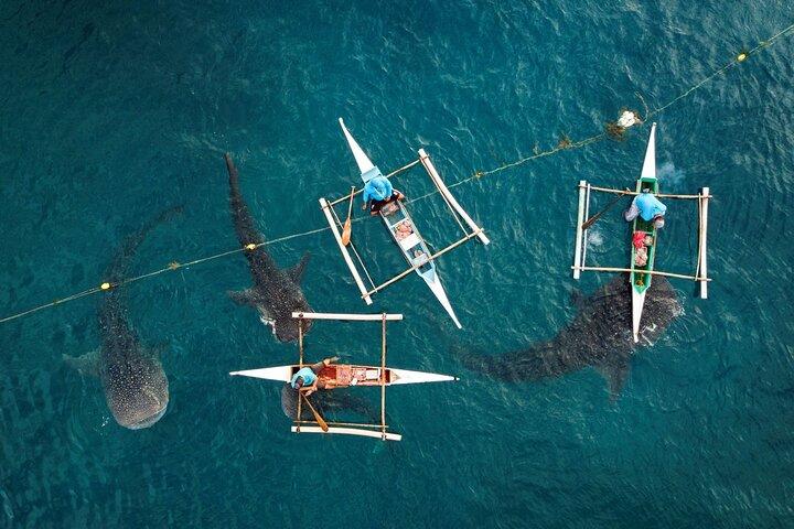 Requins-baleines d'Oslob et île de Sumilon