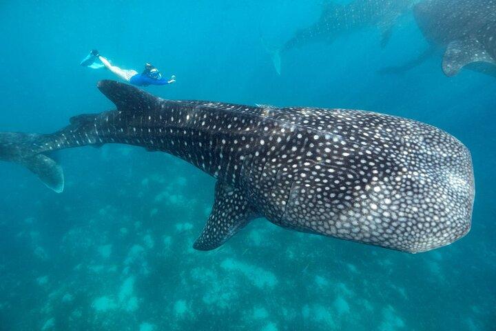 Whale Shark Encounter och Tumalog Waterfalls Tour