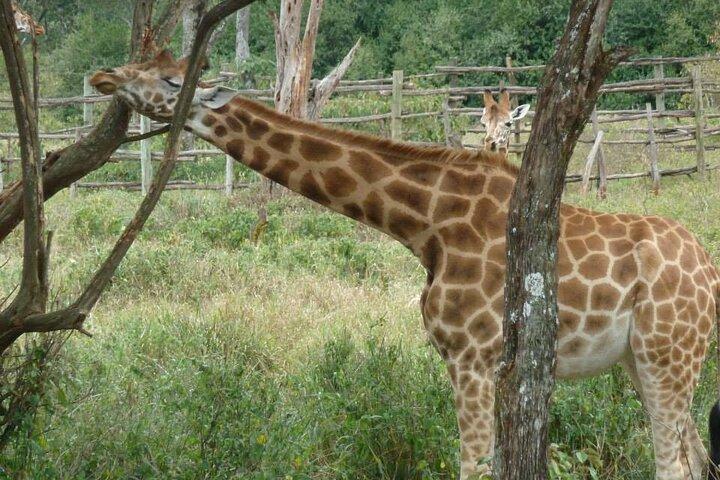 Excursion d'une journée au Giraffe Center, Karen blixen et déjeuner chez Carnivore