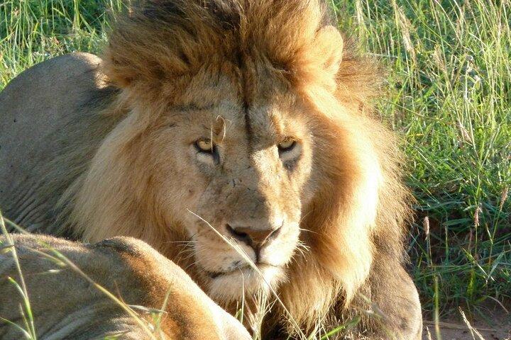 Safari partagé Maasai Mara de 3 jours dans un Land Cruiser