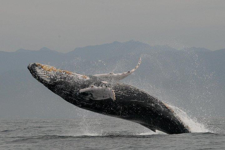 海洋生物学者とのホエールウォッチングアドベンチャー