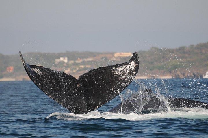 海洋生物学者とのホエールウォッチングアドベンチャー