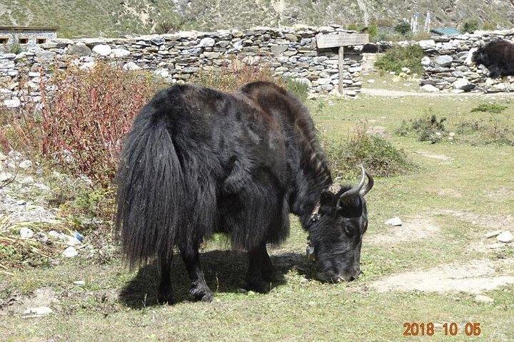 Recently Open Manaslu Circuit Tea House Trek by Local Guide