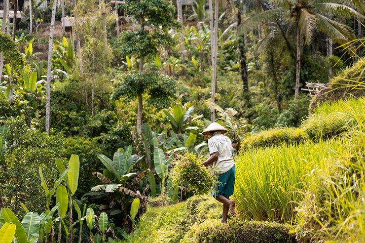 Private Customized Trip to Ubud