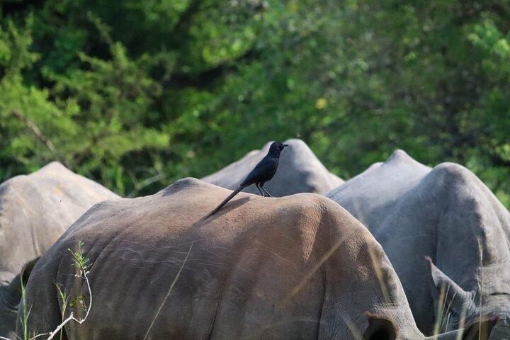Aventura de rastreamento de rinocerontes no Ziwa Rhino Sanctuary & Wildlife Ranch