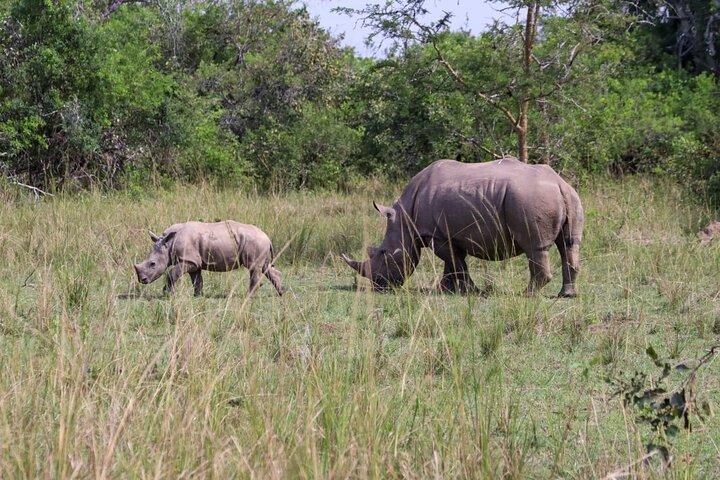 Aventura de rastreamento de rinocerontes no Ziwa Rhino Sanctuary & Wildlife Ranch