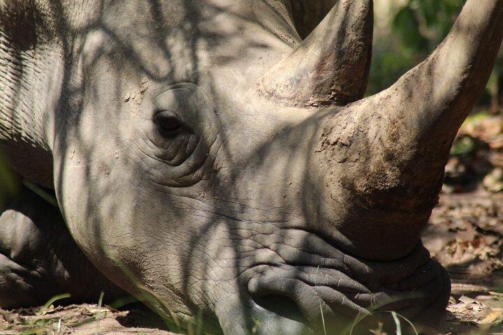 Aventura de rastreamento de rinocerontes no Ziwa Rhino Sanctuary & Wildlife Ranch