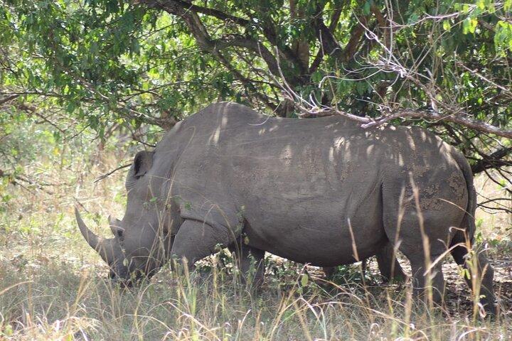Aventura de rastreamento de rinocerontes no Ziwa Rhino Sanctuary & Wildlife Ranch