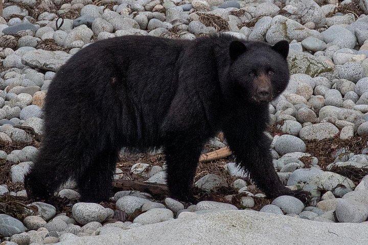 Elite & Private Whales & Wildlife Excursion Ketchikan Alaska