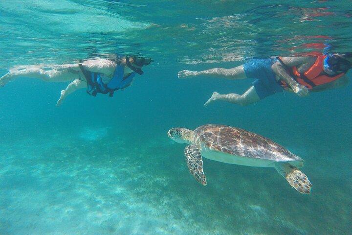 Swim with sea turtles