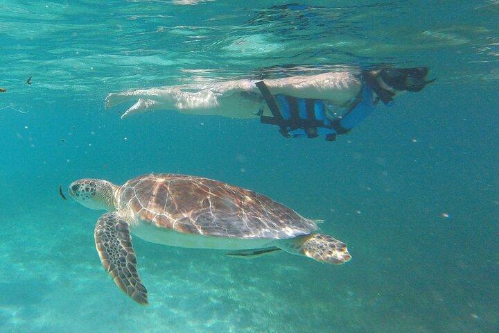 Swim with sea turtles