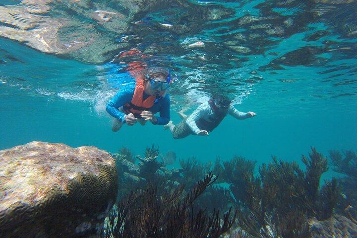 Swim with sea turtles