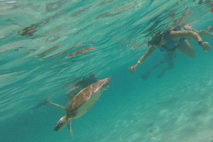 Swim with sea turtles