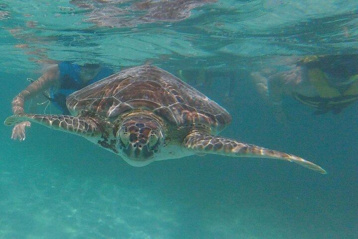 Swim with sea turtles