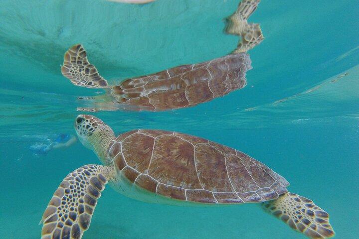 Swim with sea turtles
