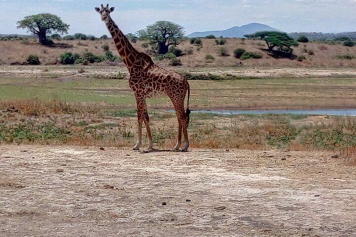 Kilimahewa safari fuld og rigtig vild