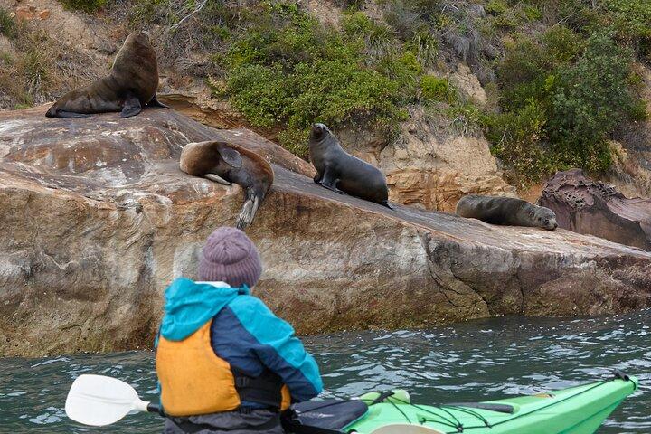 Sydney Kayak Seal Encounter Adventure com comida gourmet