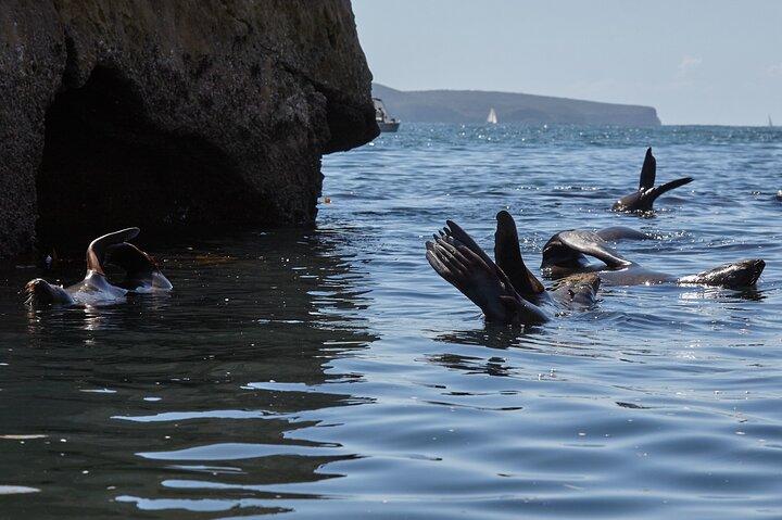 Sydney Kayak Seal Encounter Adventure com comida gourmet