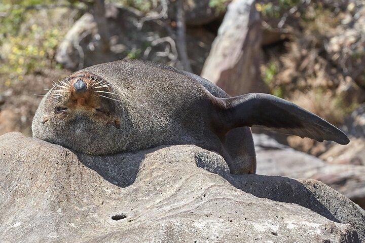 Sydney Kayak Seal Encounter Adventure com comida gourmet