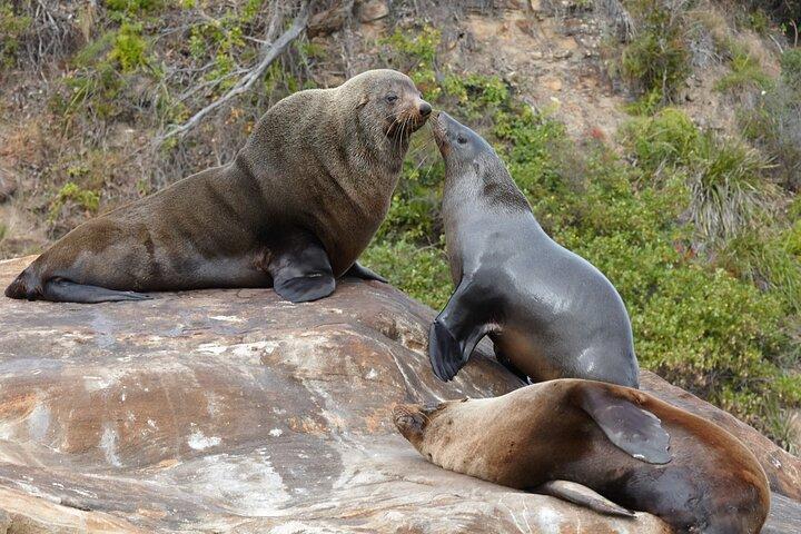 Sydney Kayak Seal Encounter Adventure com comida gourmet