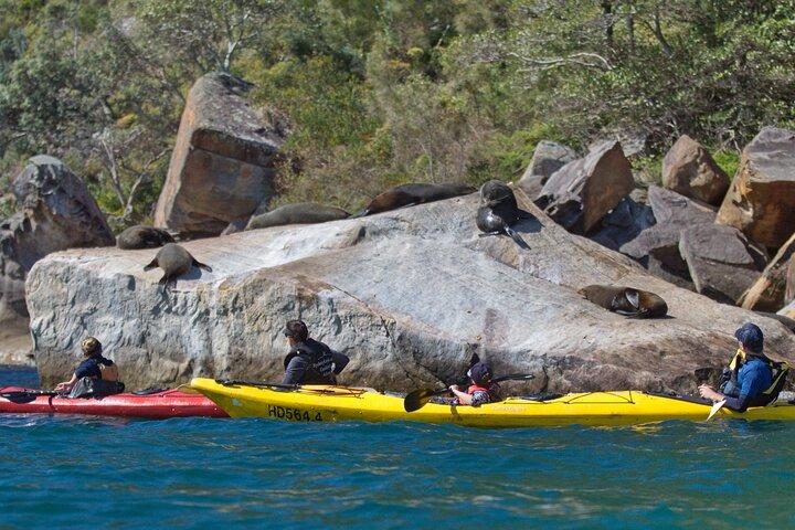 Sydney Kayak Seal Encounter Adventure com comida gourmet