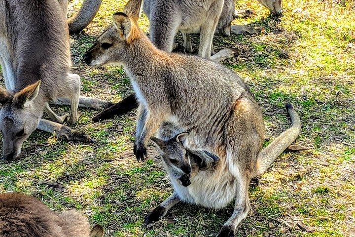 シドニー発、野生動物、滝、ワインを巡る 1 日ツアー
